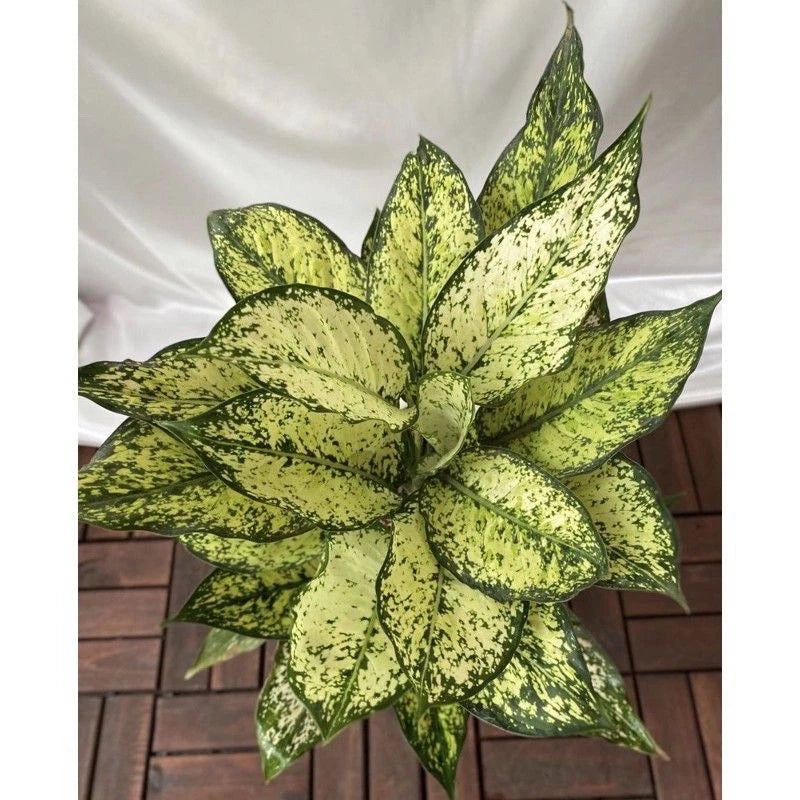 Aglaonema Snow White (Aglaonema snow) live botanical specimen