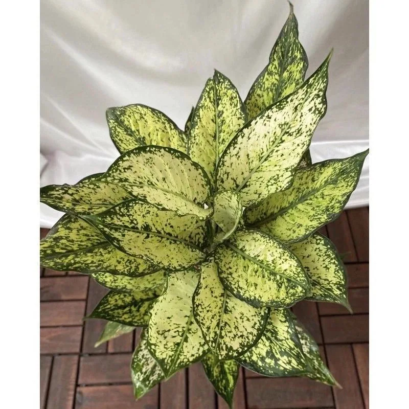 Aglaonema Snow White