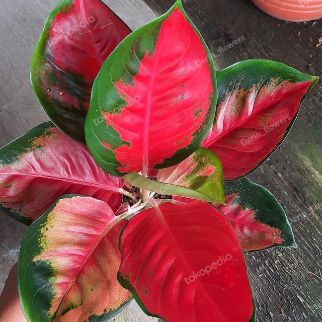 Aglaonema Suksom (Aglaonema suksom) live botanical specimen