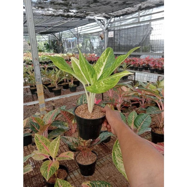 Aglaonema Sundrop (Aglaonema sundrop) live botanical specimen