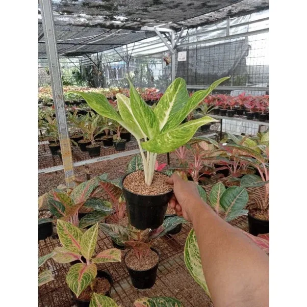 Aglaonema Sundrop