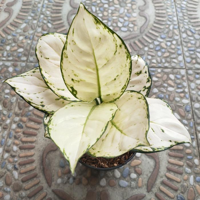 Aglaonema Super White (Aglaonema super) live botanical specimen