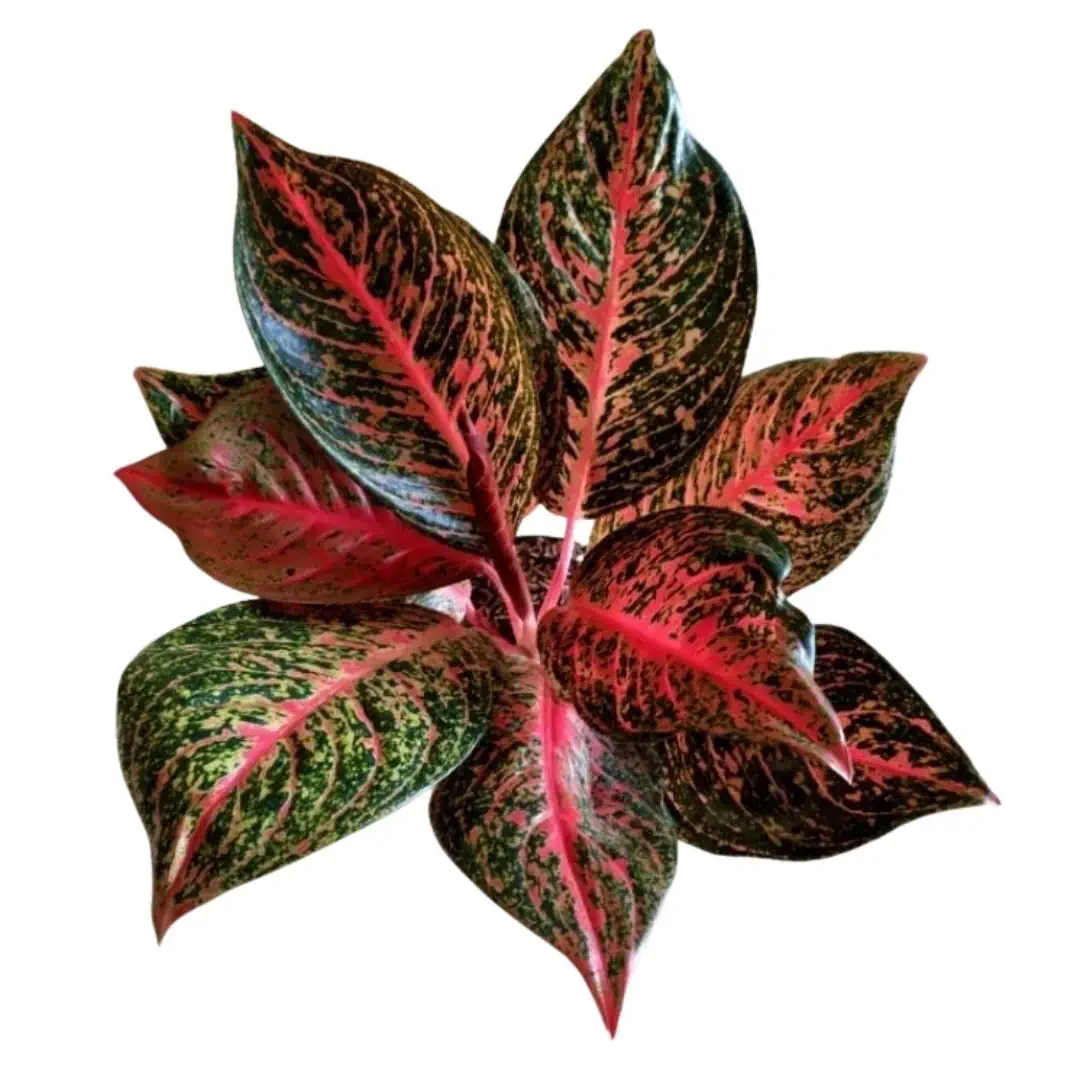 Aglaonema Tiara (Aglaonema tiara) live botanical specimen