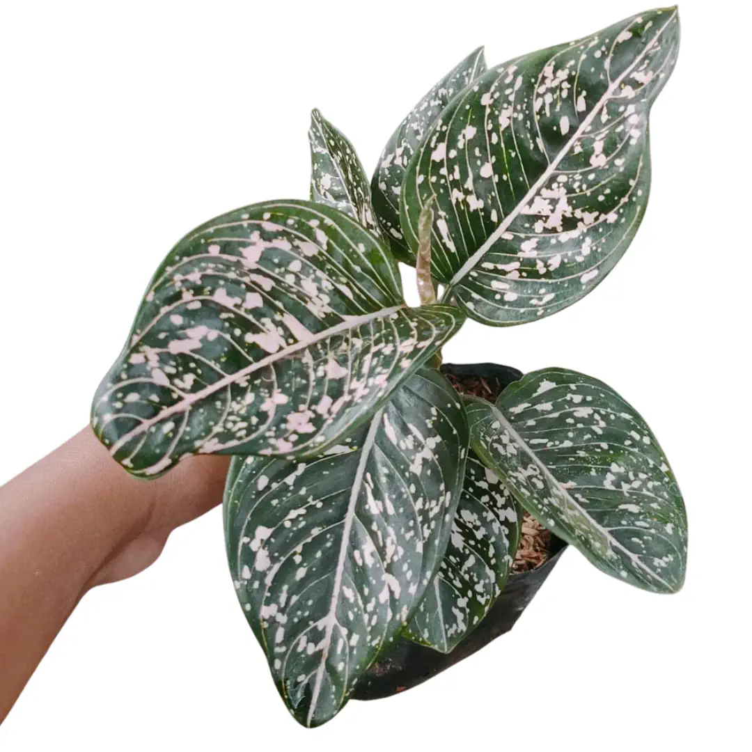 Aglaonema Toms Pride (Aglaonema toms) live botanical specimen