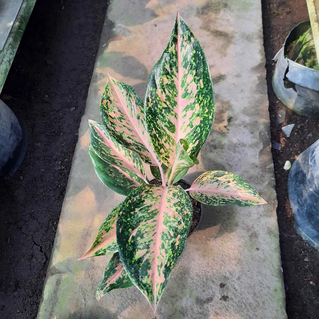 Aglaonema Twinkle (Aglaonema twinkle) live botanical specimen
