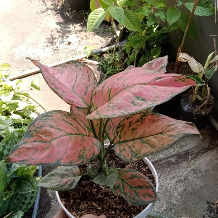 Aglaonema Valentine (Aglaonema valentine) live botanical specimen