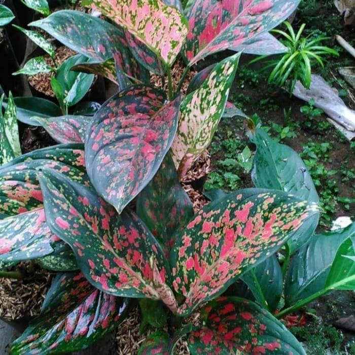 Aglaonema Venus (Aglaonema venus) live botanical specimen