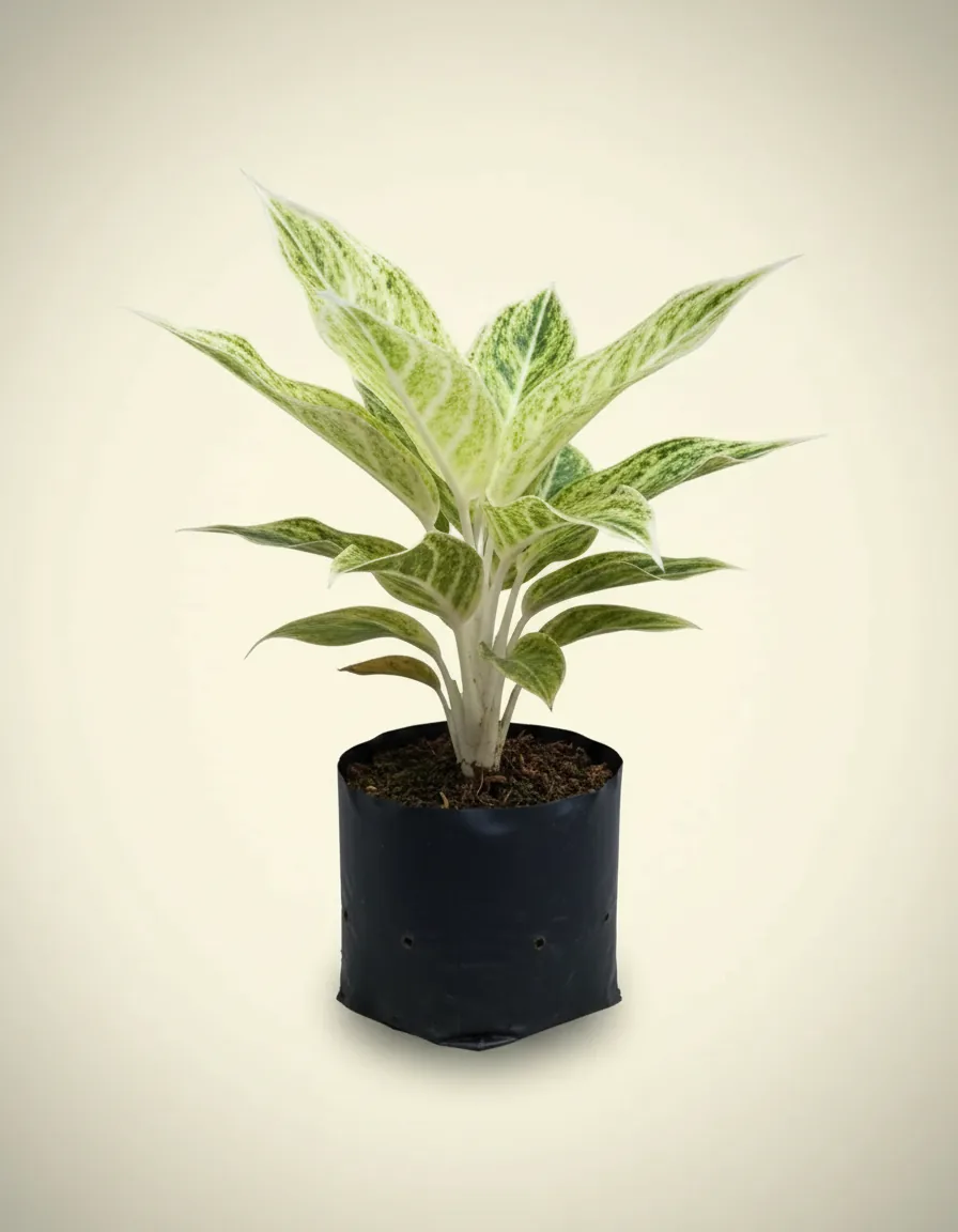 Aglaonema White Lipstick