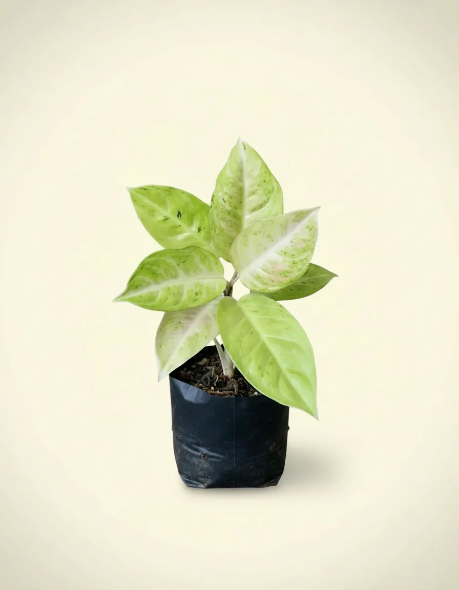 Aglaonema White Roy