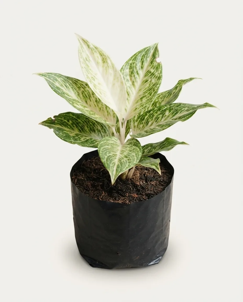 Aglaonema White Sunset