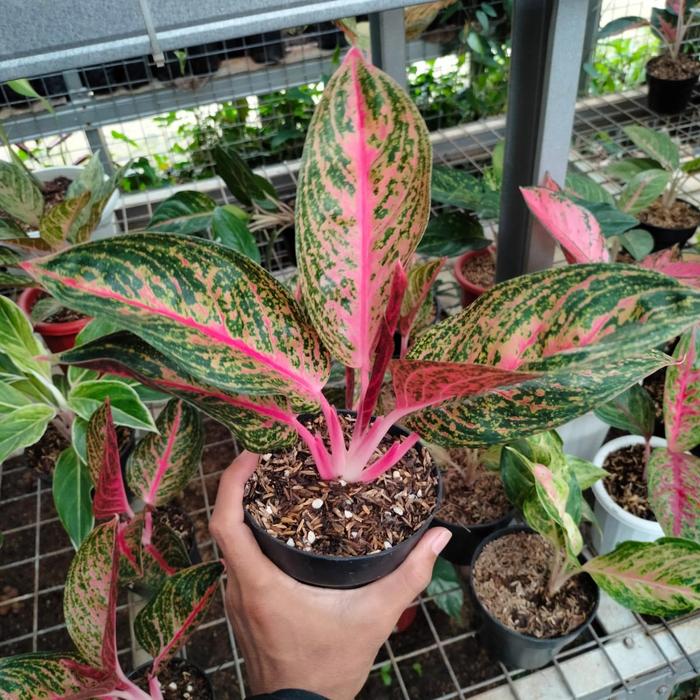 Aglaonema Widuri (Aglaonema widuri) live botanical specimen