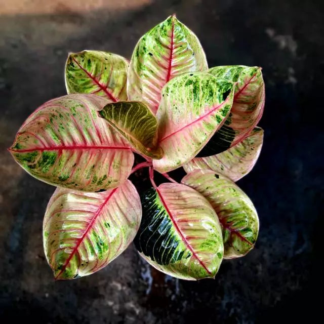 Aglaonemasiam Aurora (Aglaonemasiam aurora) live botanical specimen
