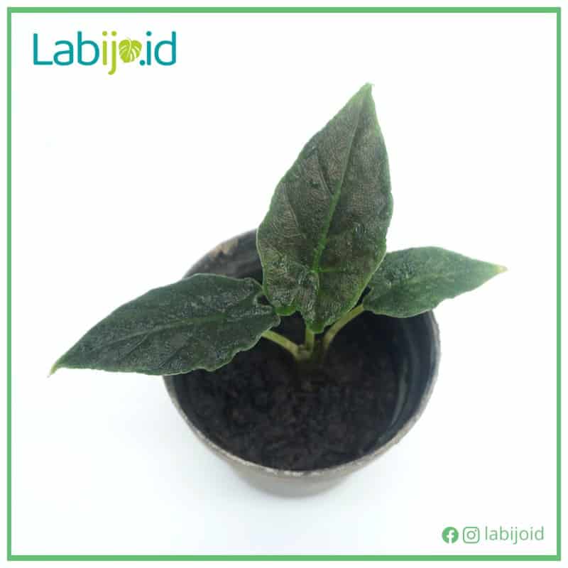 Alocasia Antoro Velvet (Alocasia antoro) live botanical specimen