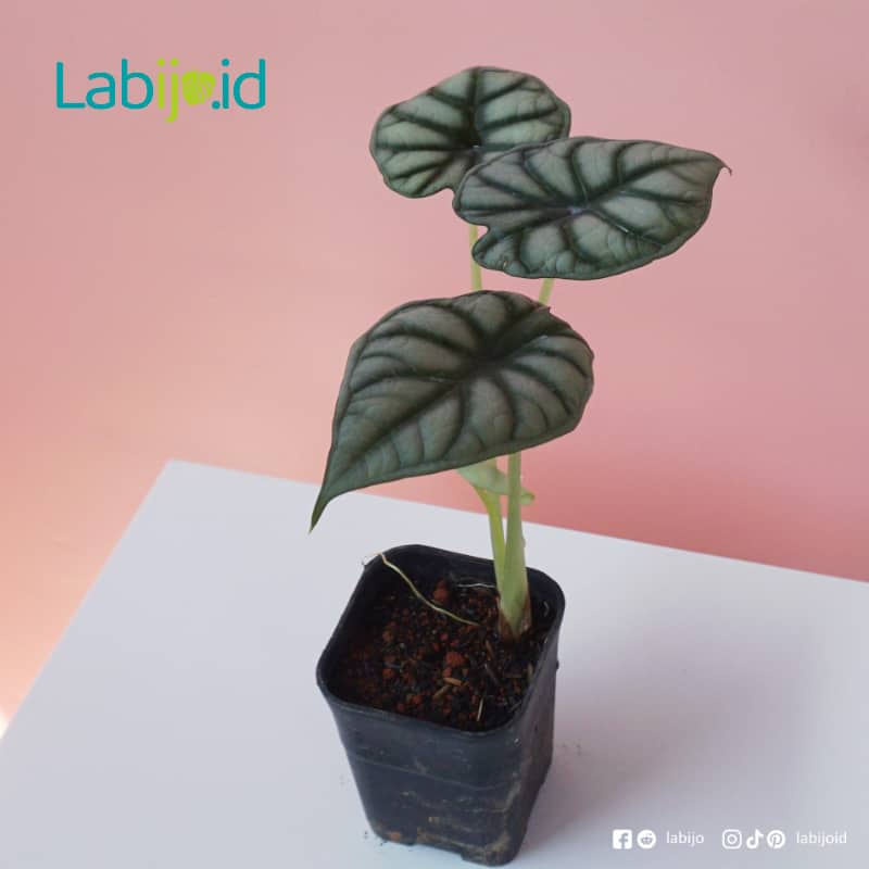 Alocasia Baginda Grey Dragon