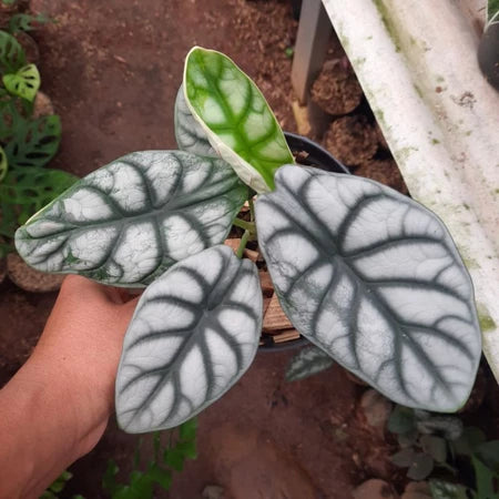 Alocasia Baginda Silver Dragon