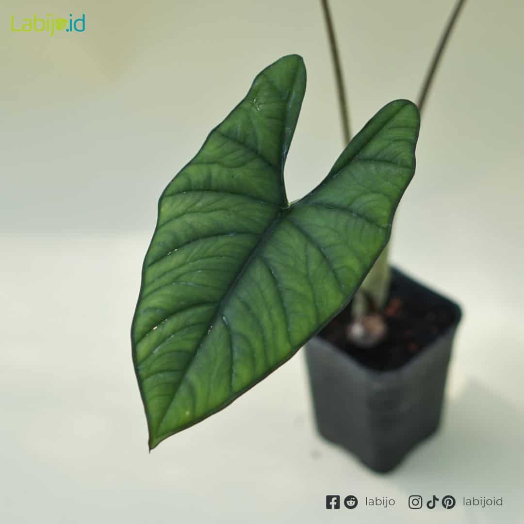 Alocasia Bisma (Alocasia bisma) live botanical specimen