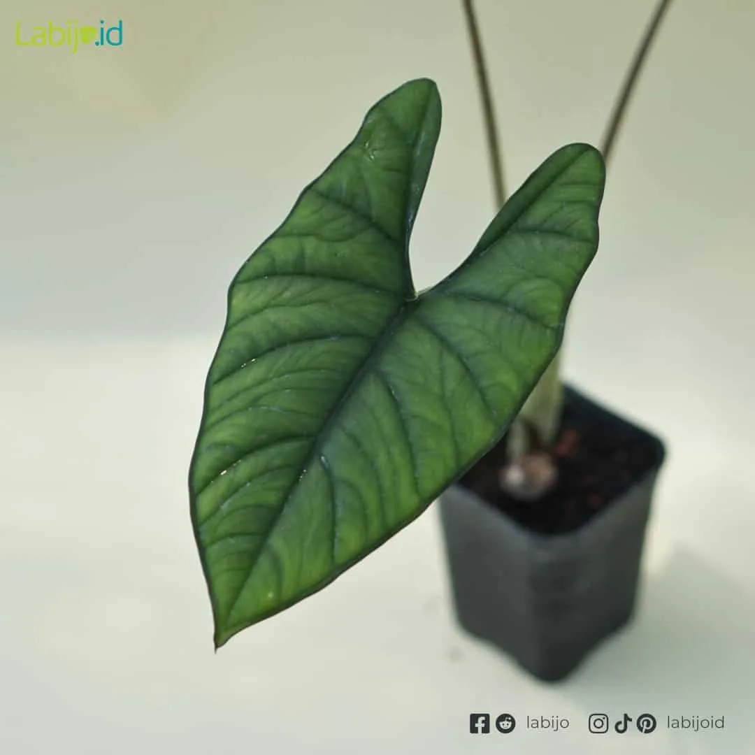 Alocasia Bisma