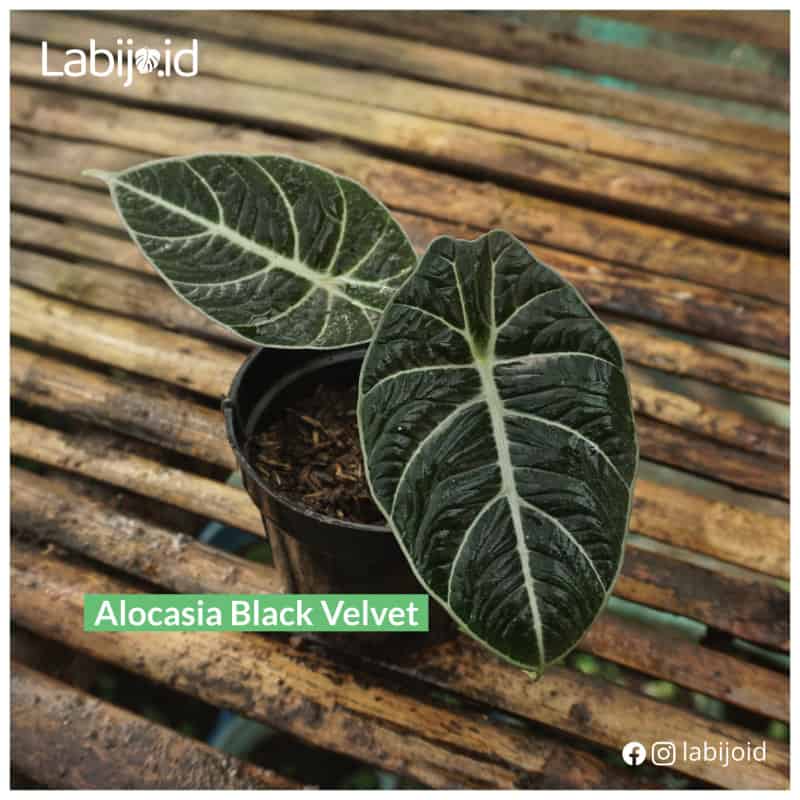 Alocasia Black Velvet (Alocasia black) live botanical specimen