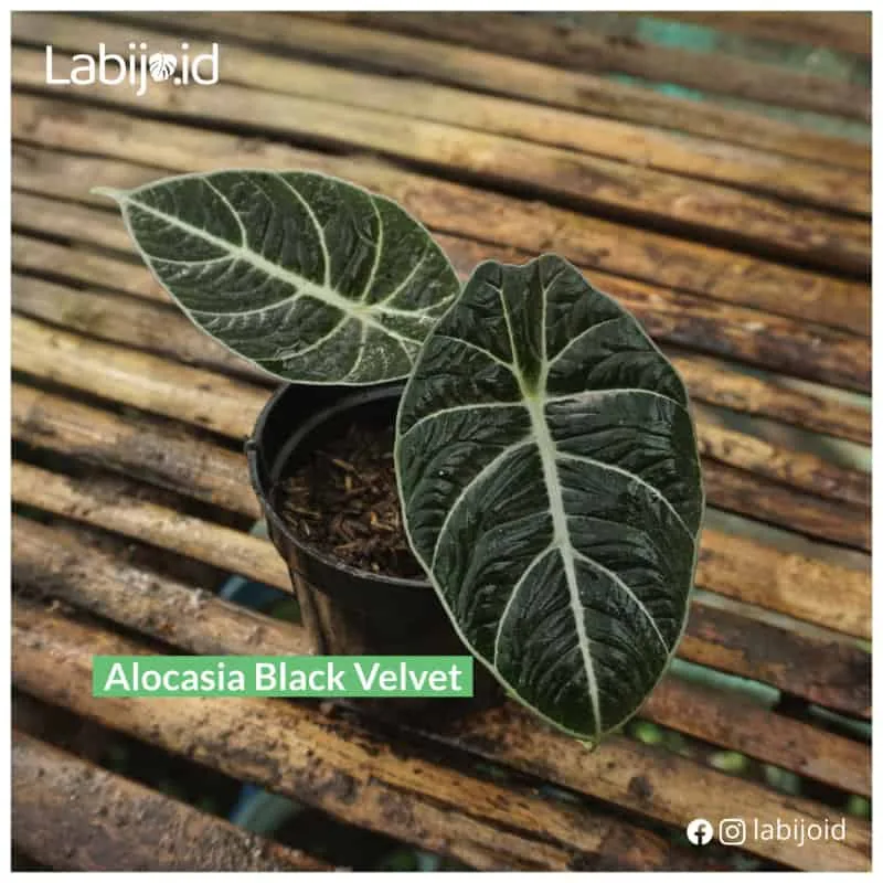 Alocasia Black Velvet