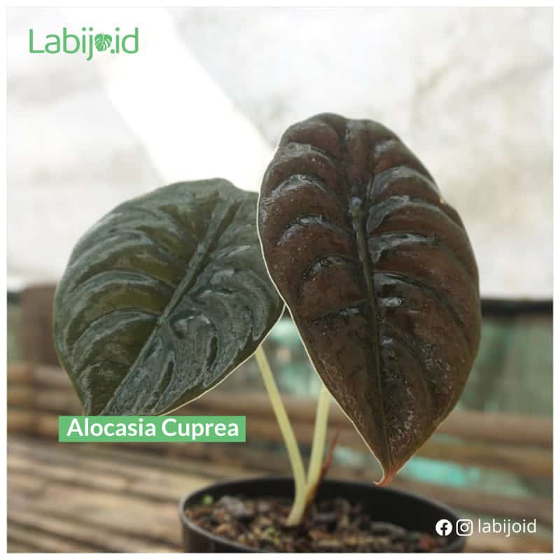 Alocasia Cuprea (Alocasia cuprea) live botanical specimen