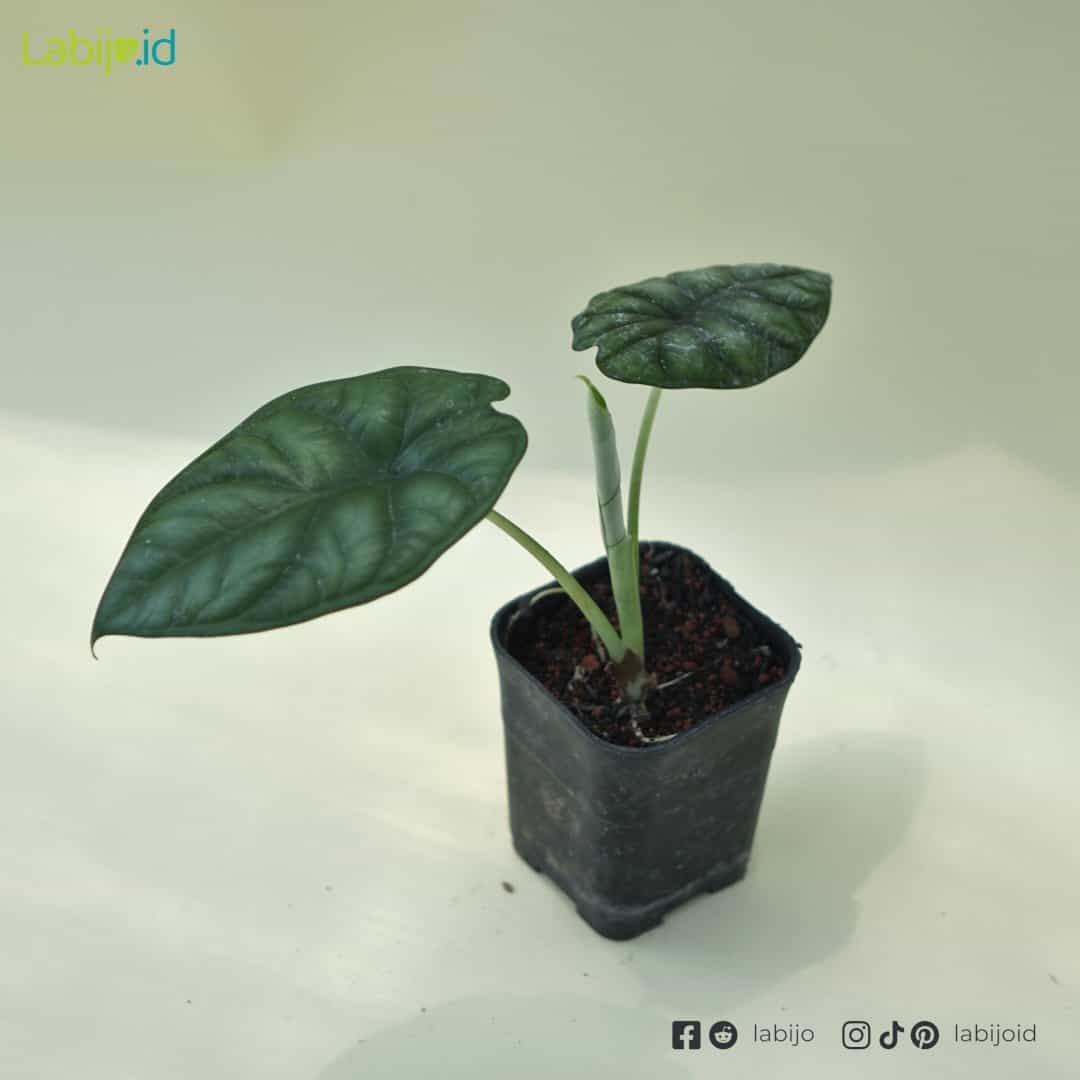 Alocasia Dragon Scale (Alocasia dragon) live botanical specimen