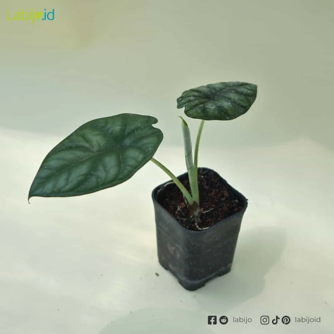 Alocasia Dragon Scale