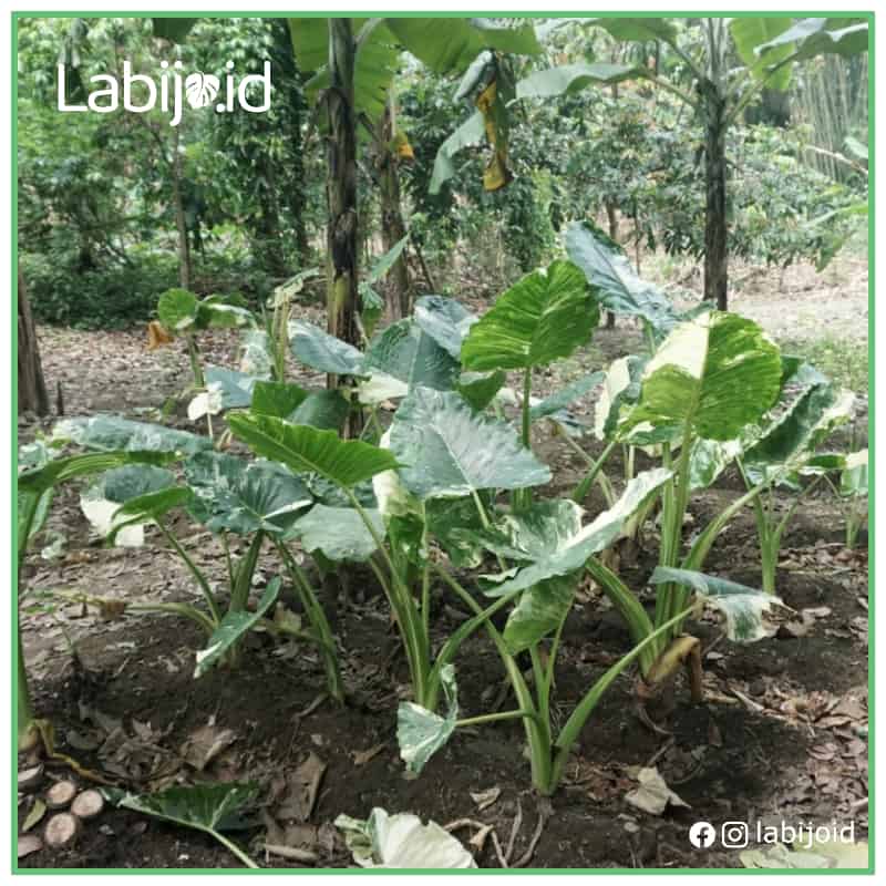 Alocasia Gageana Macrorrhiza Variegated (Alocasia gageana) live botanical specimen