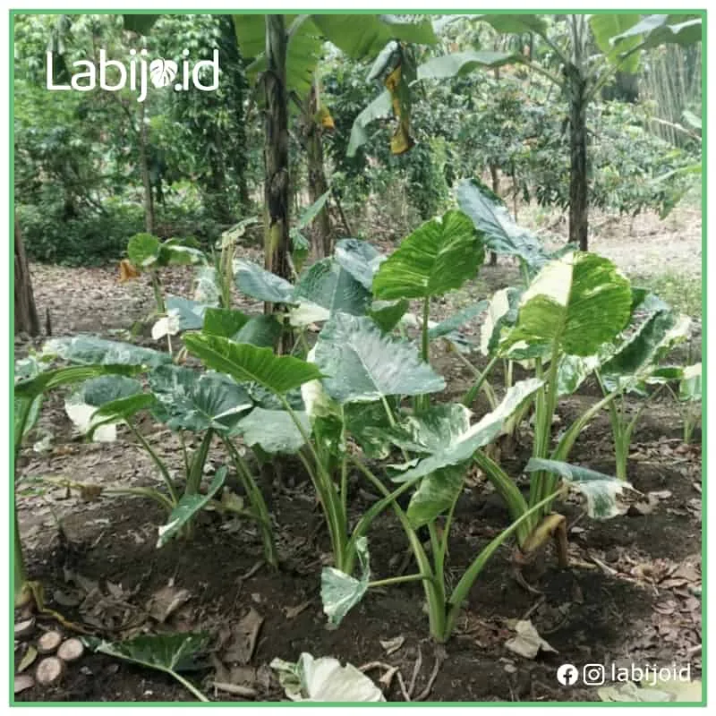 Alocasia Gageana Macrorrhiza Variegated