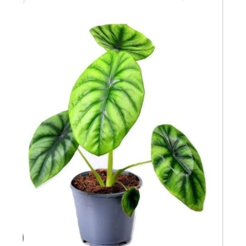 Alocasia Green Shield