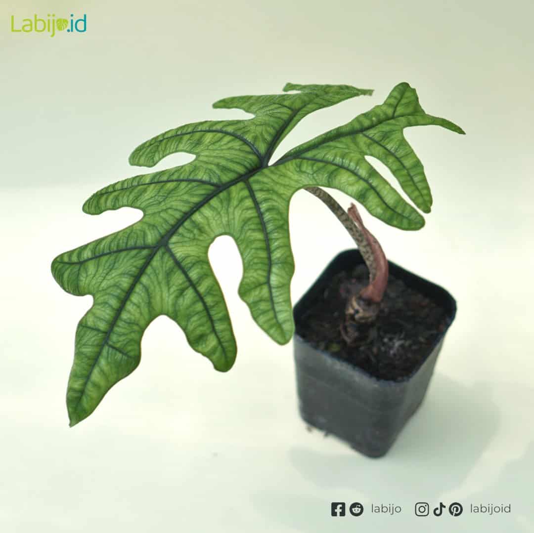 Alocasia Jacklyn