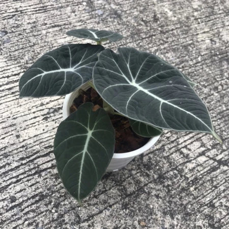 Alocasia Nebula Black Velvet
