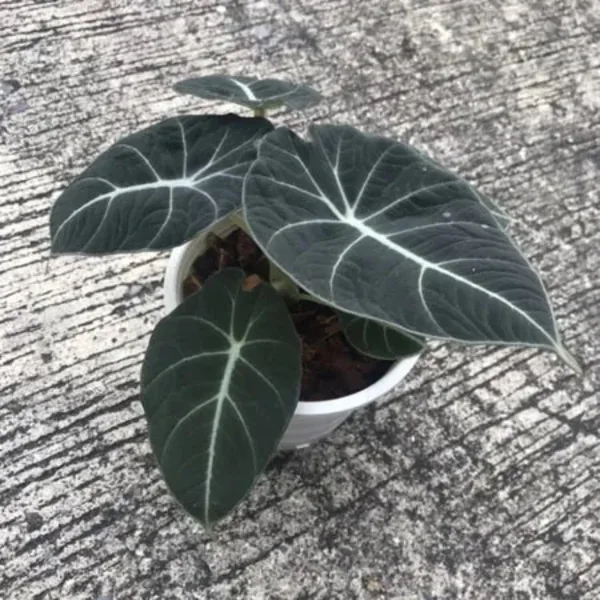 Alocasia Nebula Black Velvet