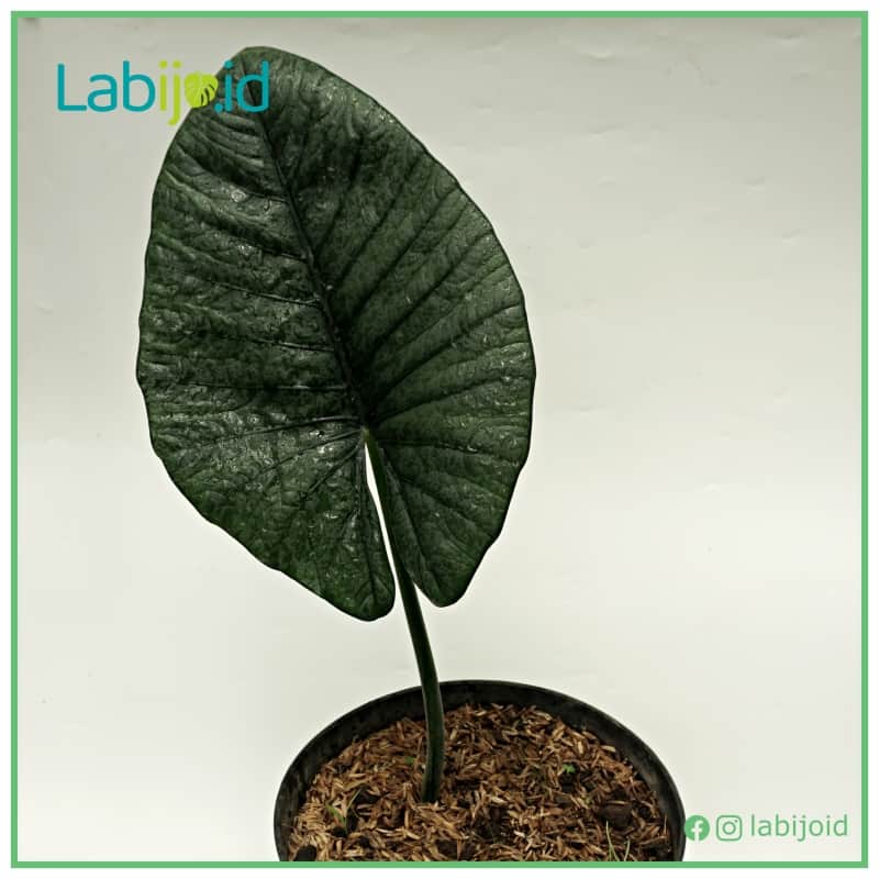 Alocasia Reginae (Alocasia reginae) live botanical specimen