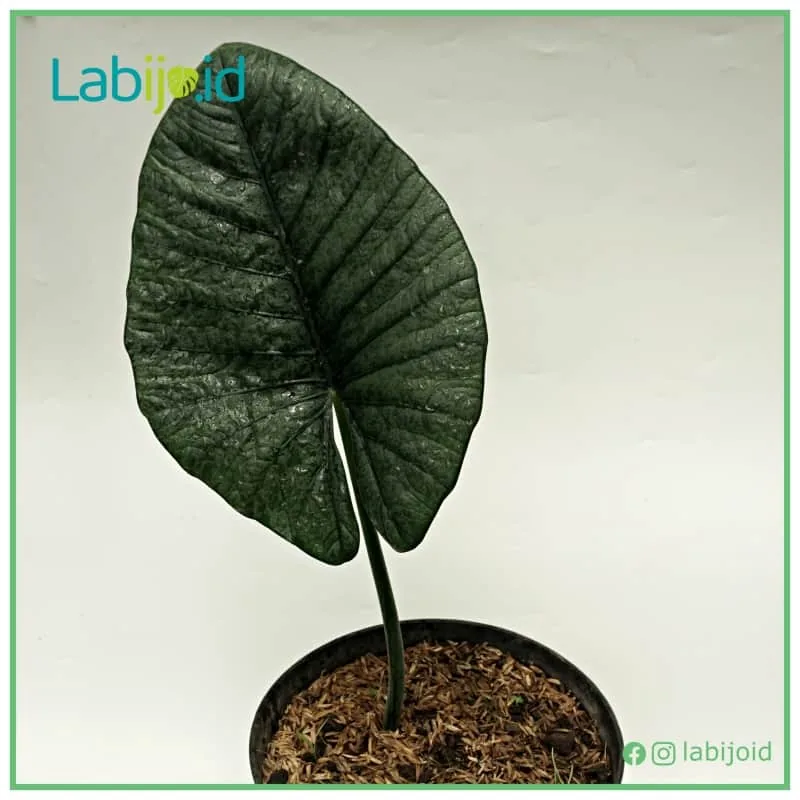 Alocasia Reginae