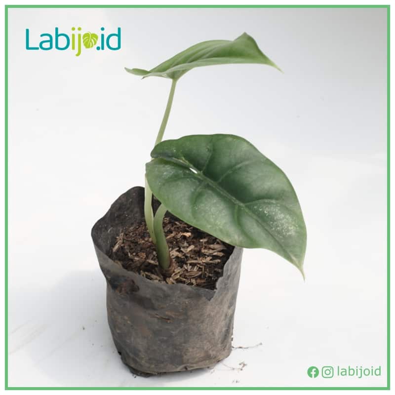 Alocasia Reversa