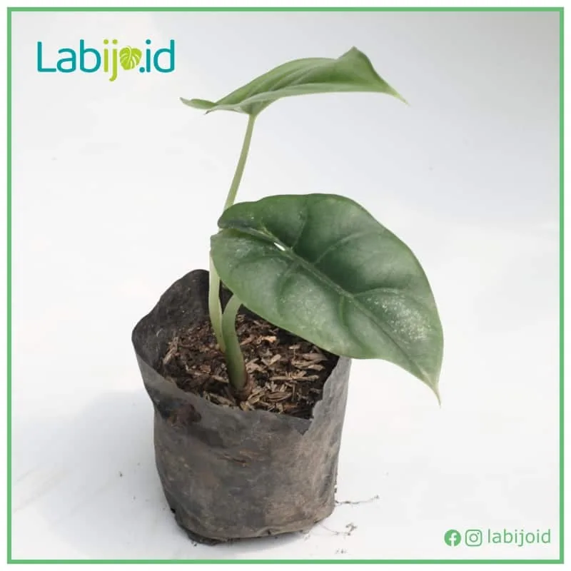 Alocasia Reversa