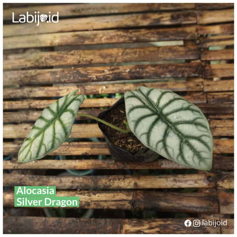 Alocasia Silver Dragon (Alocasia silver) live botanical specimen