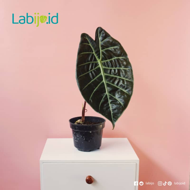Alocasia Suhirmaniana 2
