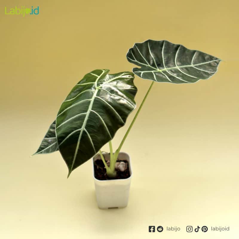 Alocasia Watsoniana (Alocasia watsoniana) live botanical specimen