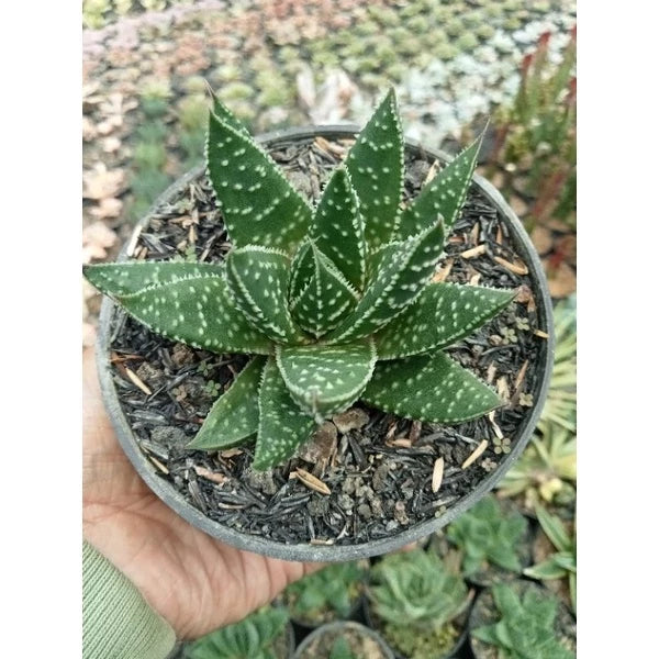 Aloe Aristata Medium Size