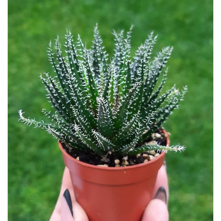 Aloe Haworthiodes Medium Size