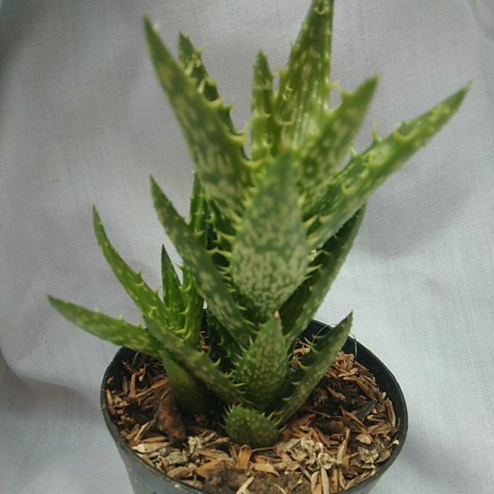 Aloe Tiger Tooth Medium Size