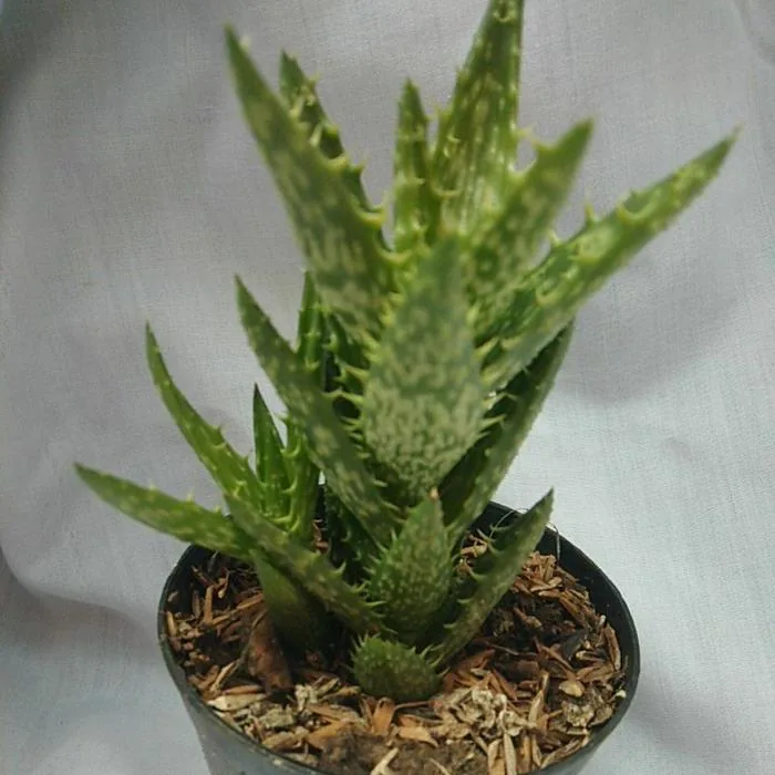 Aloe Tiger Tooth Medium Size