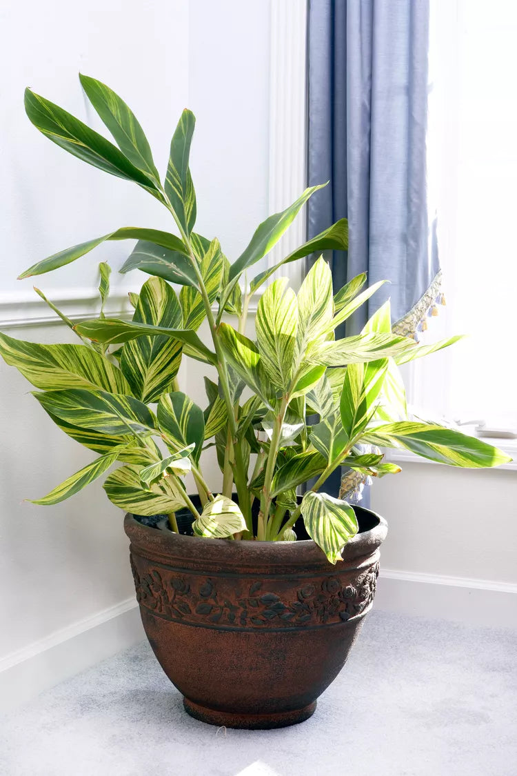 Alpinia Sanderae Yellow Variegated
