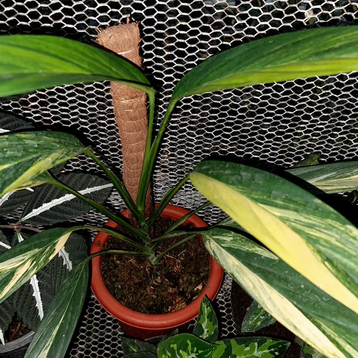 Amplissimum Variegated (Amplissimum variegated) live botanical specimen