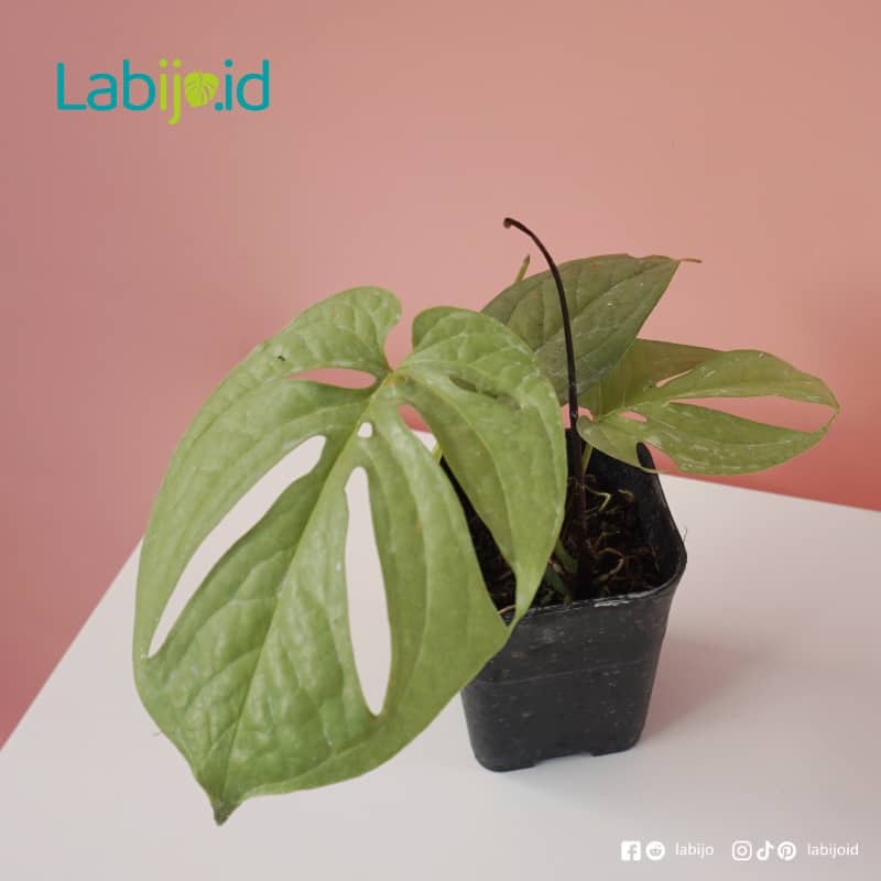 Amydrium Silver (Amydrium silver) live botanical specimen