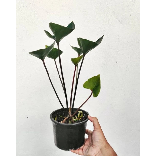 Anthurium Bintang Kejora (Anthurium bintang) live botanical specimen