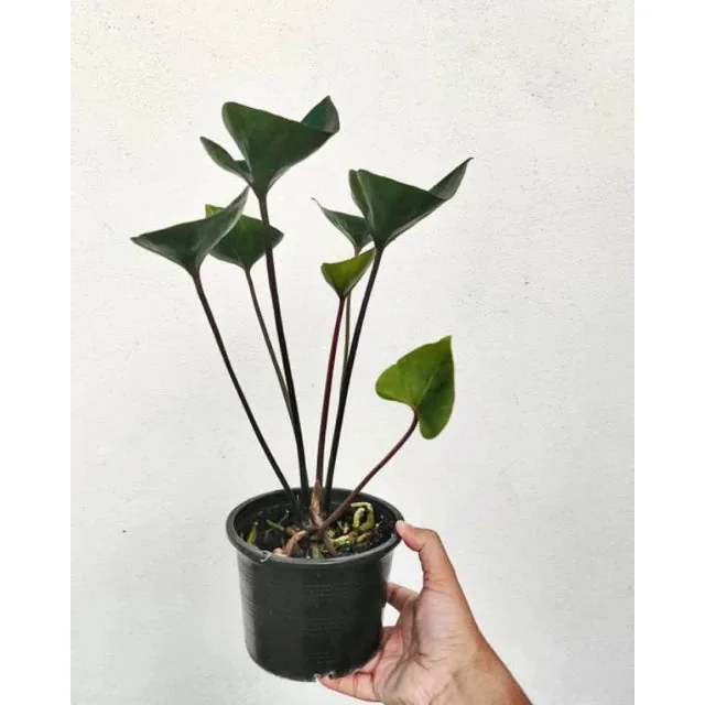 Anthurium Bintang Kejora