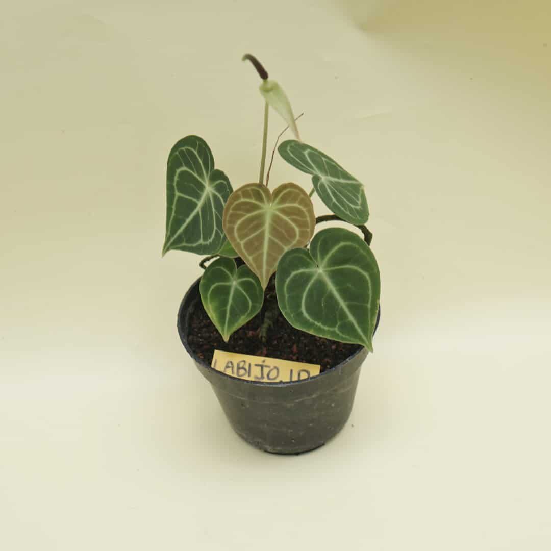 Anthurium Clarinervium Medium (Anthurium clarinervium) live botanical specimen