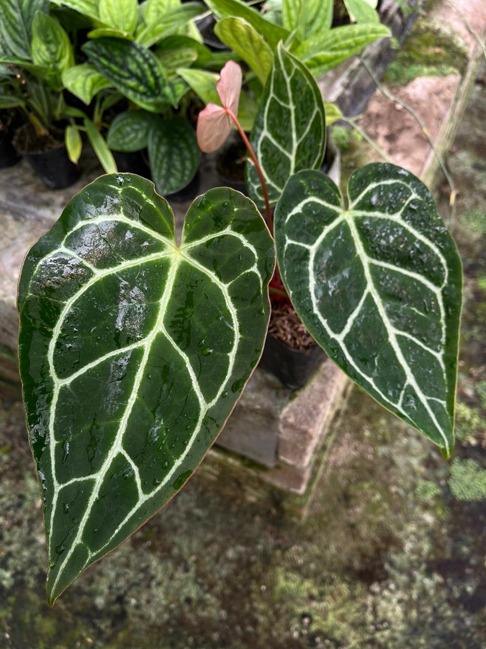 Anthurium Crystallinum Dark Form